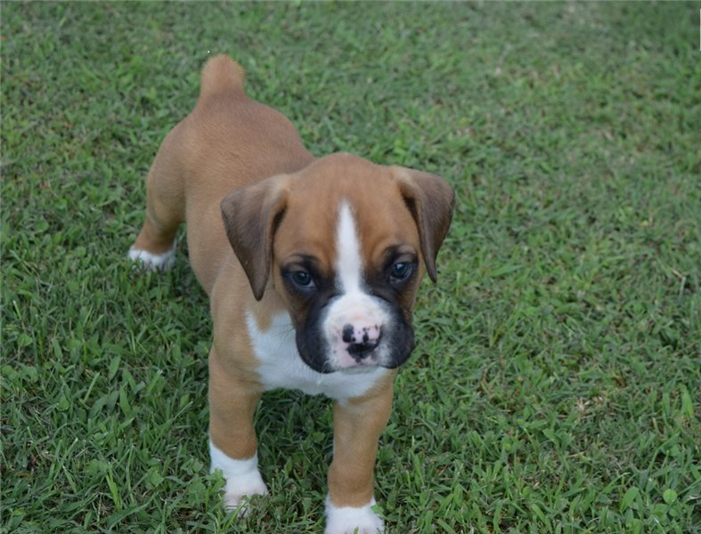 Healthy Male and female Boxer puppies for Re-Homing Image eClassifieds4u