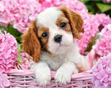 ✔ ✔ Eye-Catching ☮ Cavalier King Charles Spaniel ☮ Puppies ✔ ✔ Image eClassifieds4U
