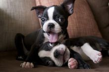 Adorable Boston terrier Puppies Available Image eClassifieds4U