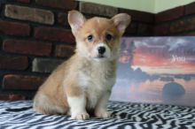 Welsh Corgi puppies for adoption Image eClassifieds4U