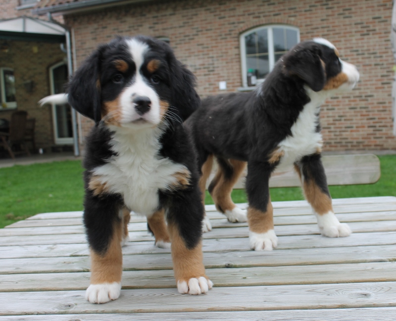 Male and female Bernese Mountain dog puppies Image eClassifieds4u