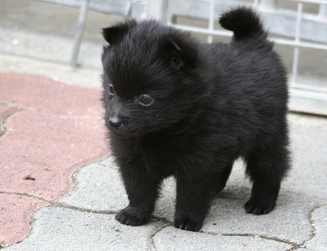 Schipperke puppies awaiting new homes Image eClassifieds4u