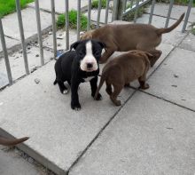 American Pitt Bull Terrier puppies