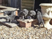 American Staffordshire puppies