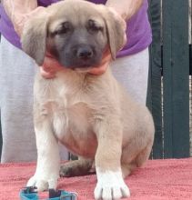 Anatolian Shepherd puppies