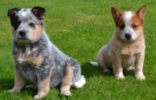 Australian Cattle Dog puppies