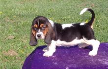 Basset hound puppies