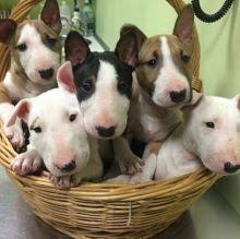 Bull Terrier Puppies ready