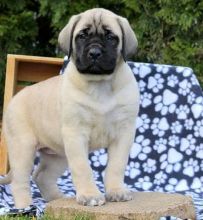 Bullmastiff puppies