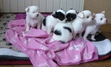 Chihuahua puppies readily available