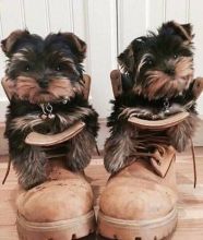 Good looking Yorkie Puppies