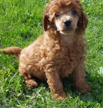 Miniature Poodle puppies