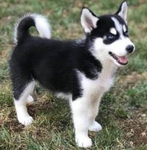 Siberian Husky Puppies