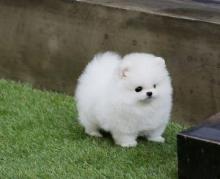 White Pomeranian Puppies