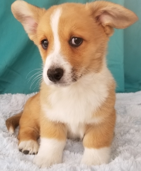 Cardigan Welsh Corgi puppies Image eClassifieds4u