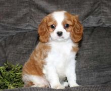 Cavalier King Charles puppies available and ready to go. Image eClassifieds4u 2