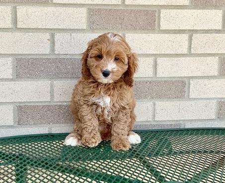 gsegw Co.c.k.a.poo puppies for sale Image eClassifieds4u