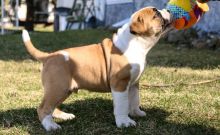 Alapaha Blue Blood Bulldog puppies