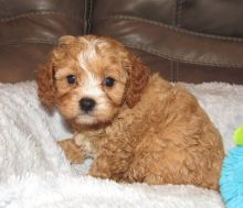 attractive Co.c.k.a.poo puppies for sale