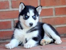 Beautiful Siberian husky puppies Call or Text me at (709)-500-6186 or ( mispaastro@gmail.com )