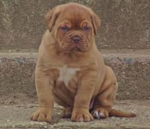 Dogue De Bourdeaux puppies