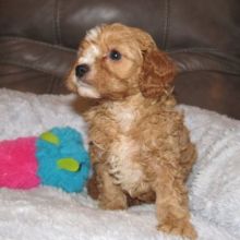 expensive Co.c.k.a.poo puppies for sale