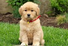 Golden Retriever puppies