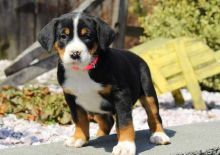 Greater Swiss Mountain Dog puppies