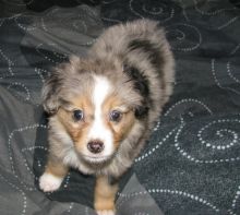 Playful Australian Shepherd Puppies For Adoption