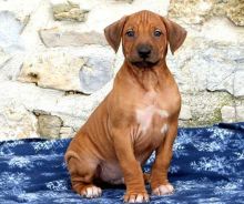 Rhodesian Ridgebeck puppies