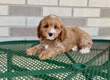 sweet Co.c.k.a.poo puppies for sale