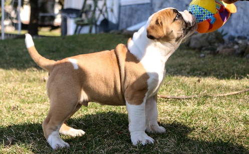 Alapaha Blue Blood Bulldog puppies ready Image eClassifieds4u