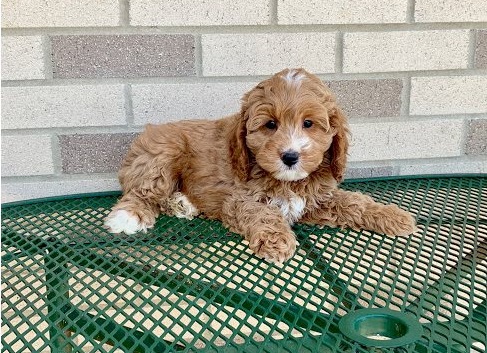 expensive Co.c.k.a.poo puppies for sale Image eClassifieds4u