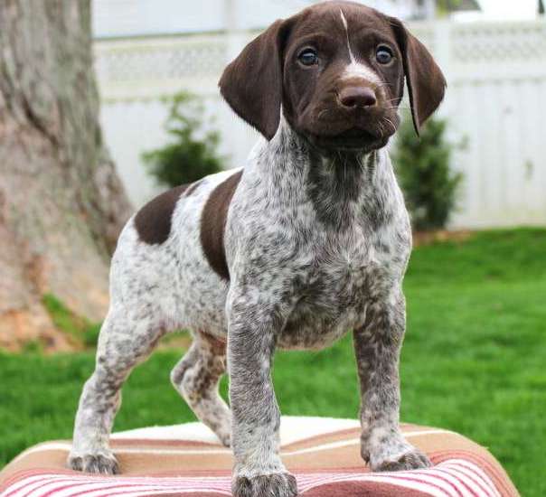 German Short Hair Pointer puppies Image eClassifieds4u