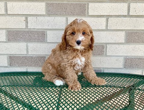 handsome Co.c.k.a.poo puppies for sale Image eClassifieds4u