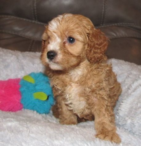 lkty Co.c.k.a.poo puppies for sale Image eClassifieds4u
