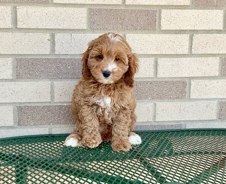 lkty Co.c.k.a.poo puppies for sale Image eClassifieds4u