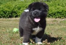 Akita Puppies Image eClassifieds4U