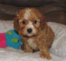 delicious Co.c.k.a.poo puppies for sale Image eClassifieds4u 2