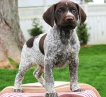 German Short Hair Pointer puppies Image eClassifieds4U