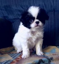 Japanese Chin puppies . Image eClassifieds4U