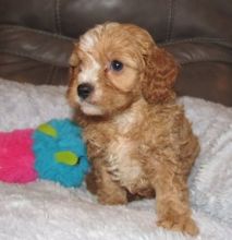 lkty Co.c.k.a.poo puppies for sale Image eClassifieds4u 2