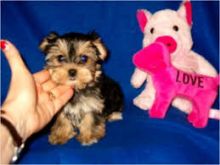 Outstanding and sociable Morkie Puppies Image eClassifieds4U