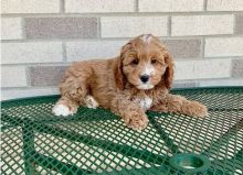 sticky Co.c.k.a.poo puppies for sale Image eClassifieds4U