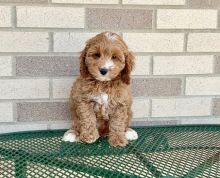 uyherre Co.c.k.a.poo puppies for sale Image eClassifieds4U