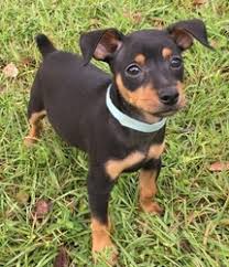 Miniature Pinscher puppies Image eClassifieds4u