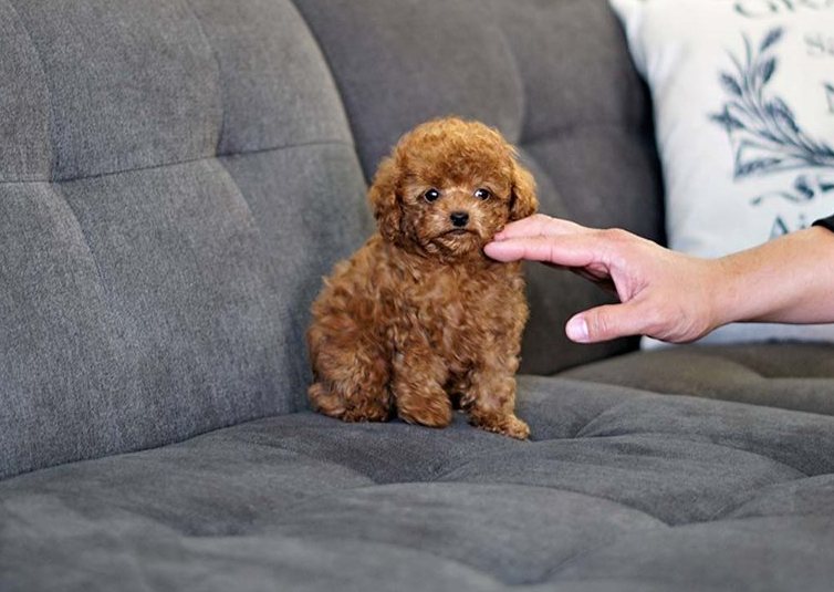 Miniature Poodle puppies Image eClassifieds4u