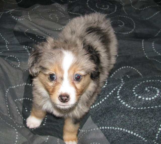 Playful Australian Shepherd Puppies For Adoption Image eClassifieds4u