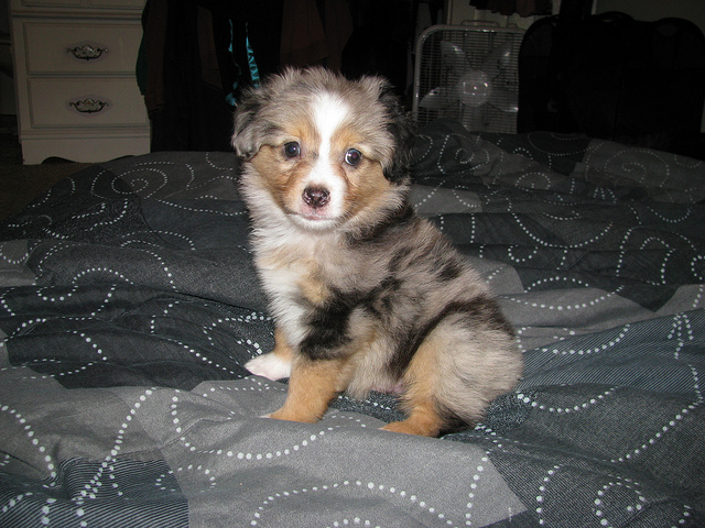 Playful Australian Shepherd Puppies For Adoption Image eClassifieds4u