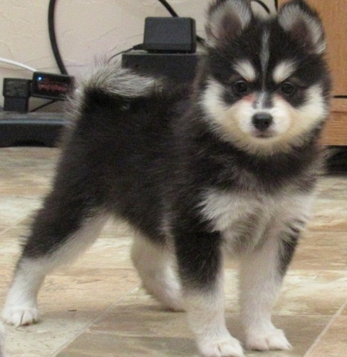 Stunning Pedigree Miniature Alaskan Klee Kai Puppies :Call or Text (709)-500-6186 Image eClassifieds4u